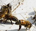 Honeybees close up